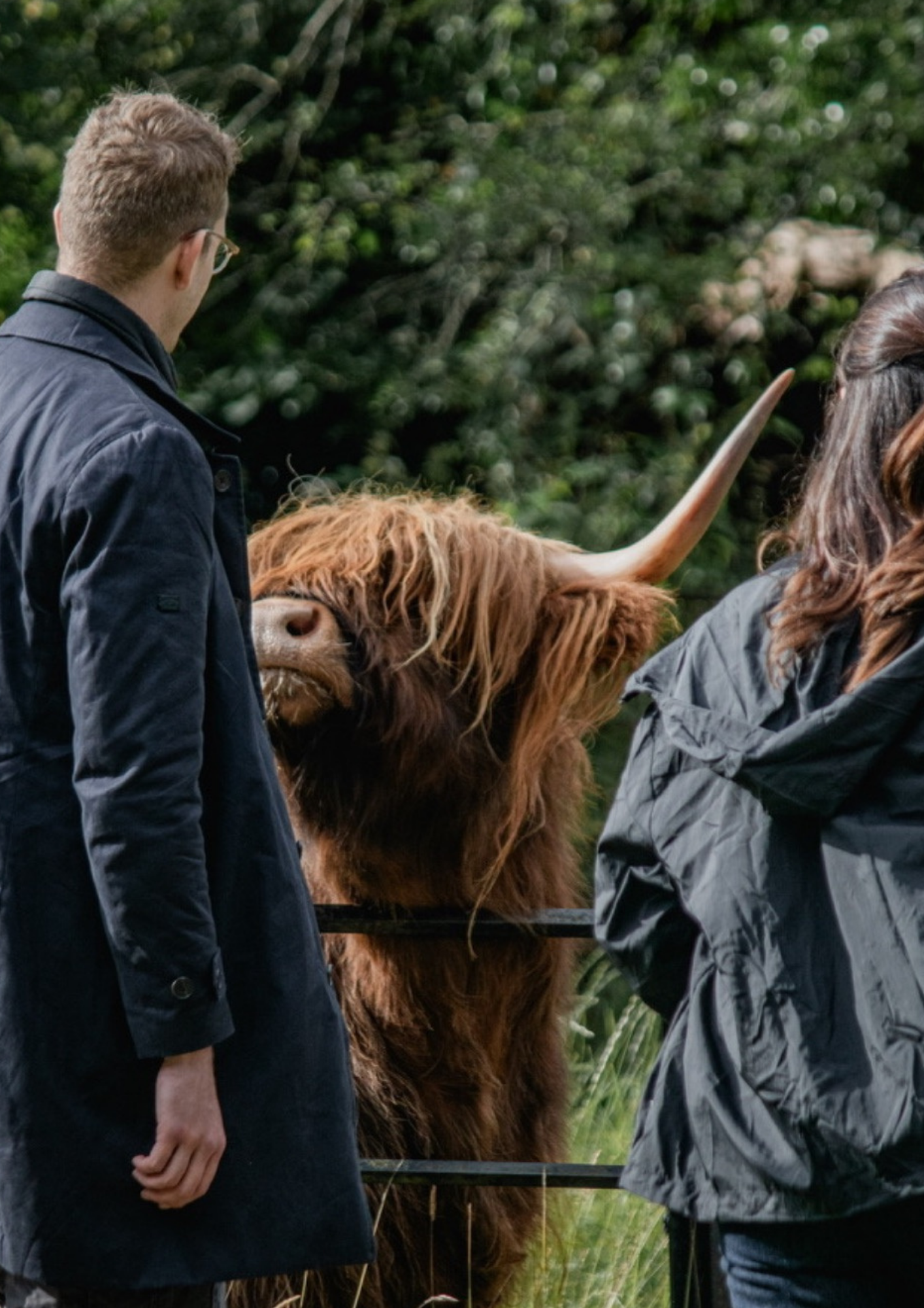 Meeting the Highland Coos
