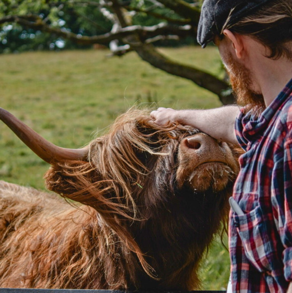 Meet the Highland Cows with your own private guide 