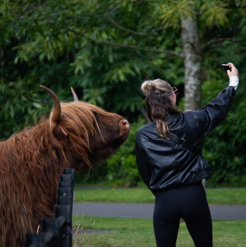 Get a selfie with the Highland Coos 