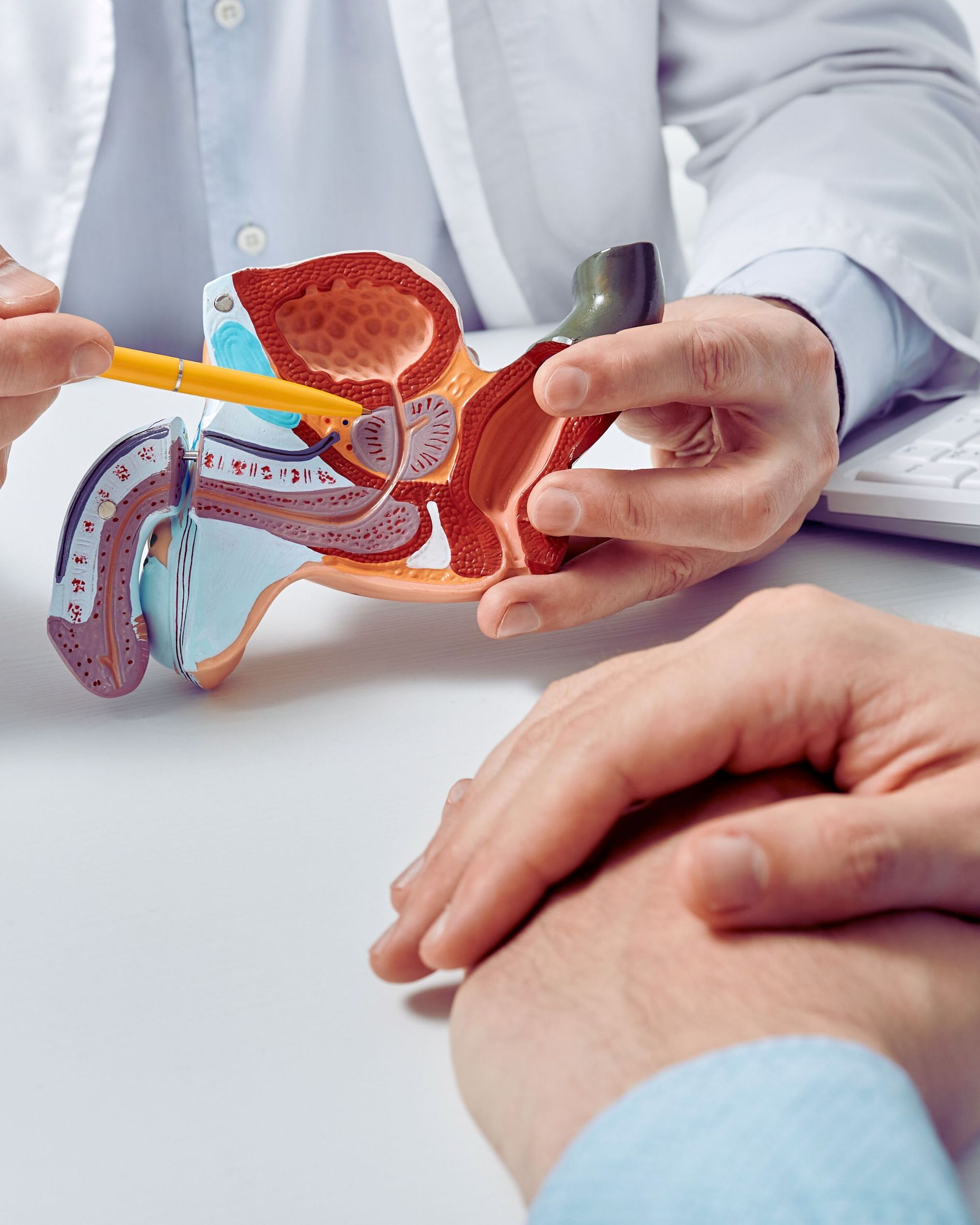 Doctor pointing to anatomical model of male reproductive system, consulting with patient.