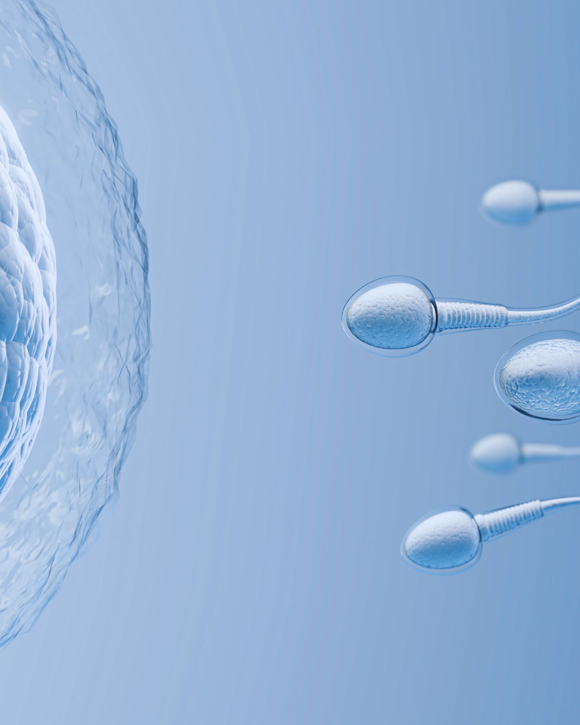 Sperm cells swimming towards a large egg cell, blue background.