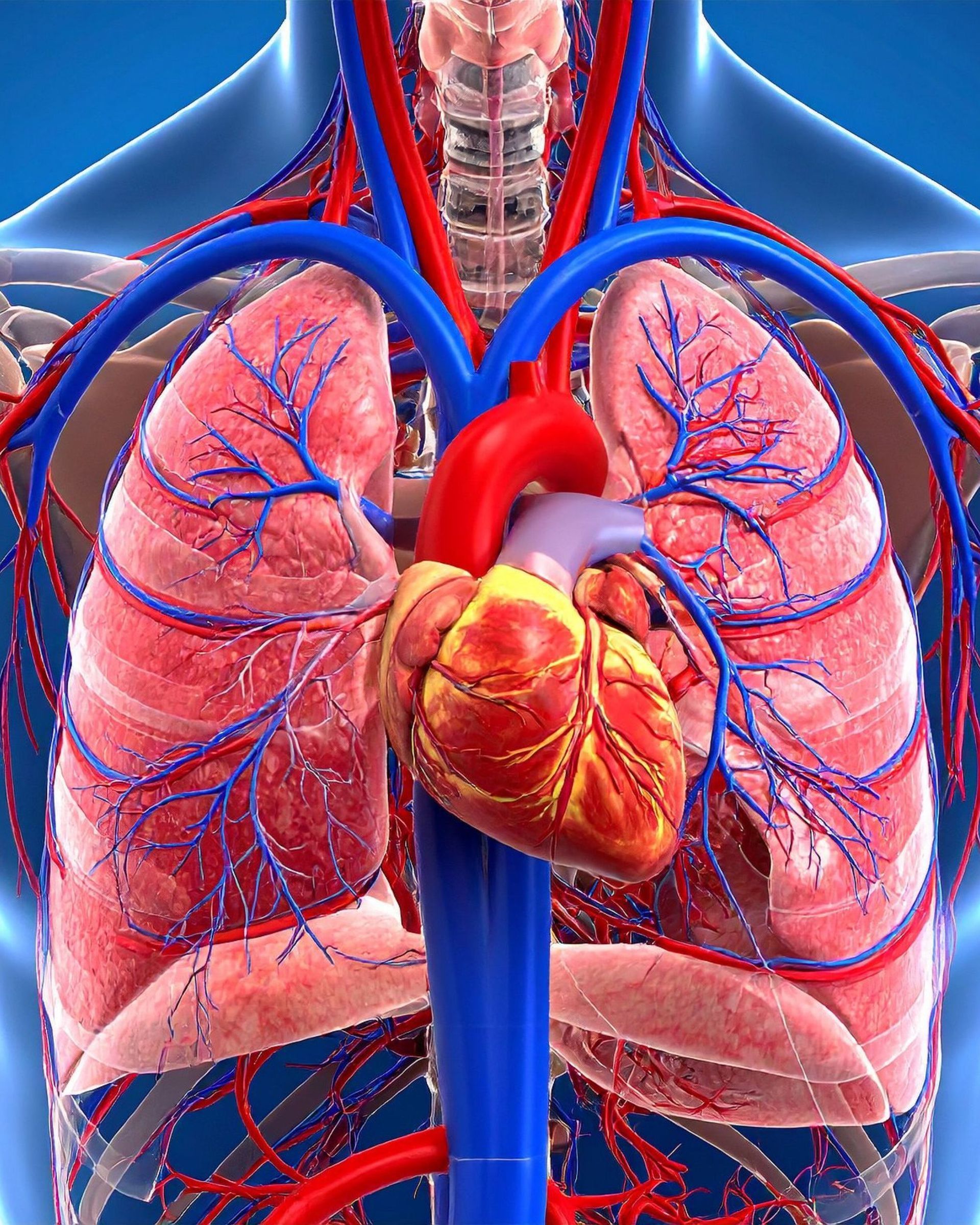 Anatomical illustration: human heart and lungs with red arteries and blue veins.
