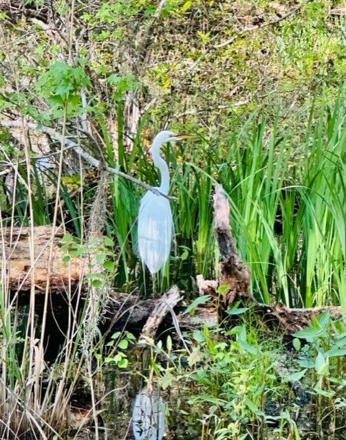 A white bird is standing in the middle of a swamp.