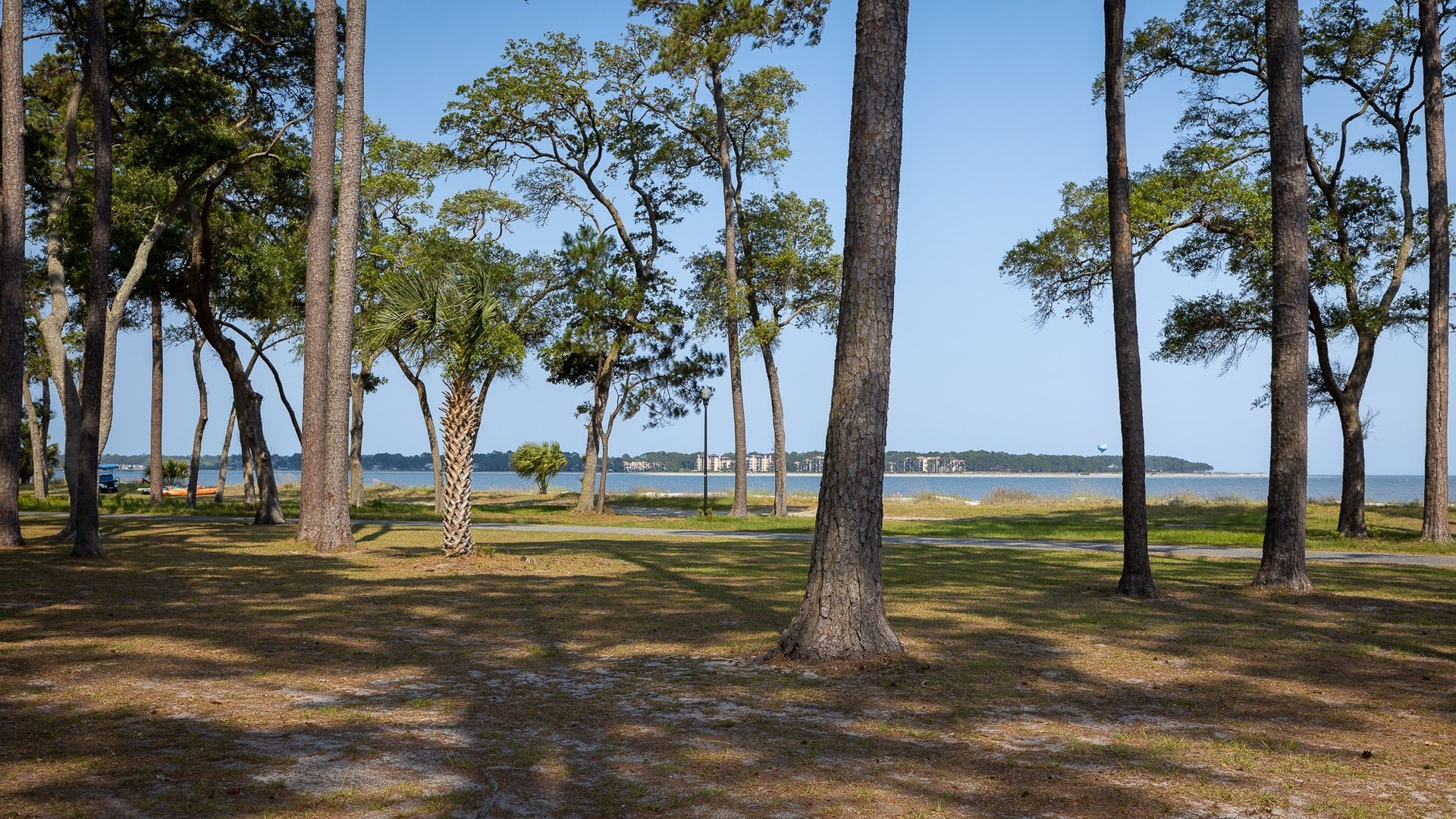 A row of trees in a park with a body of water in the background.