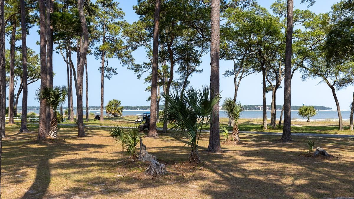 A lush green forest with trees and grass surrounding a body of water.