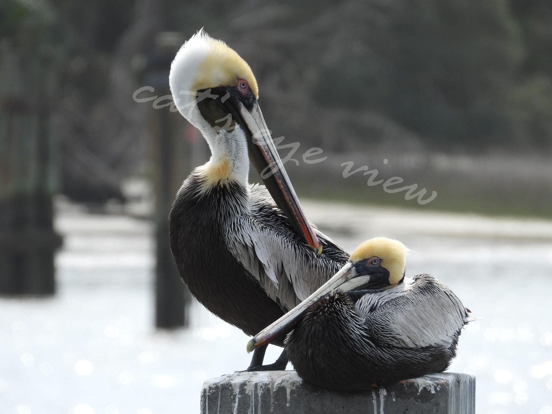 Two pelicans are perched on a post with cottage view written on the bottom