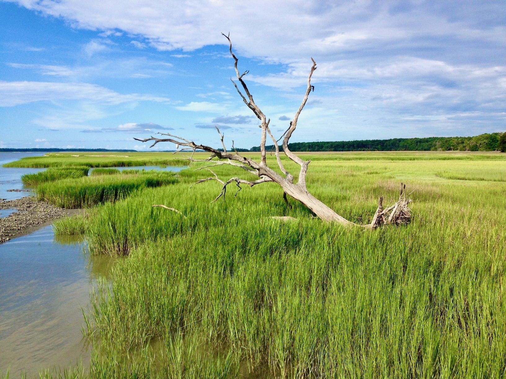 A tree is laying in the middle of a swamp next to a body of water.