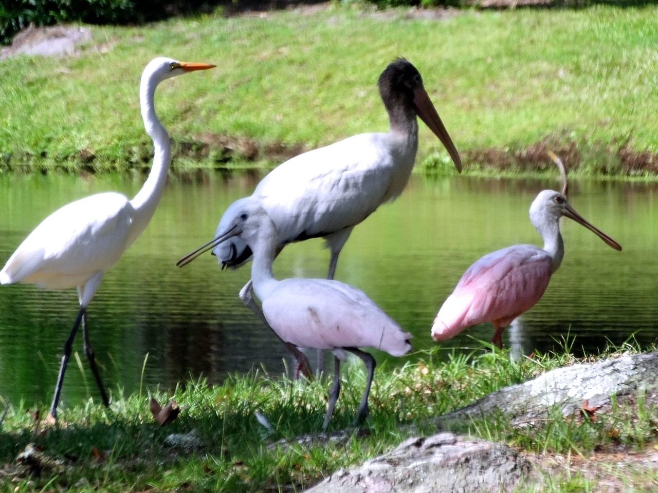 A group of birds are standing near a body of water