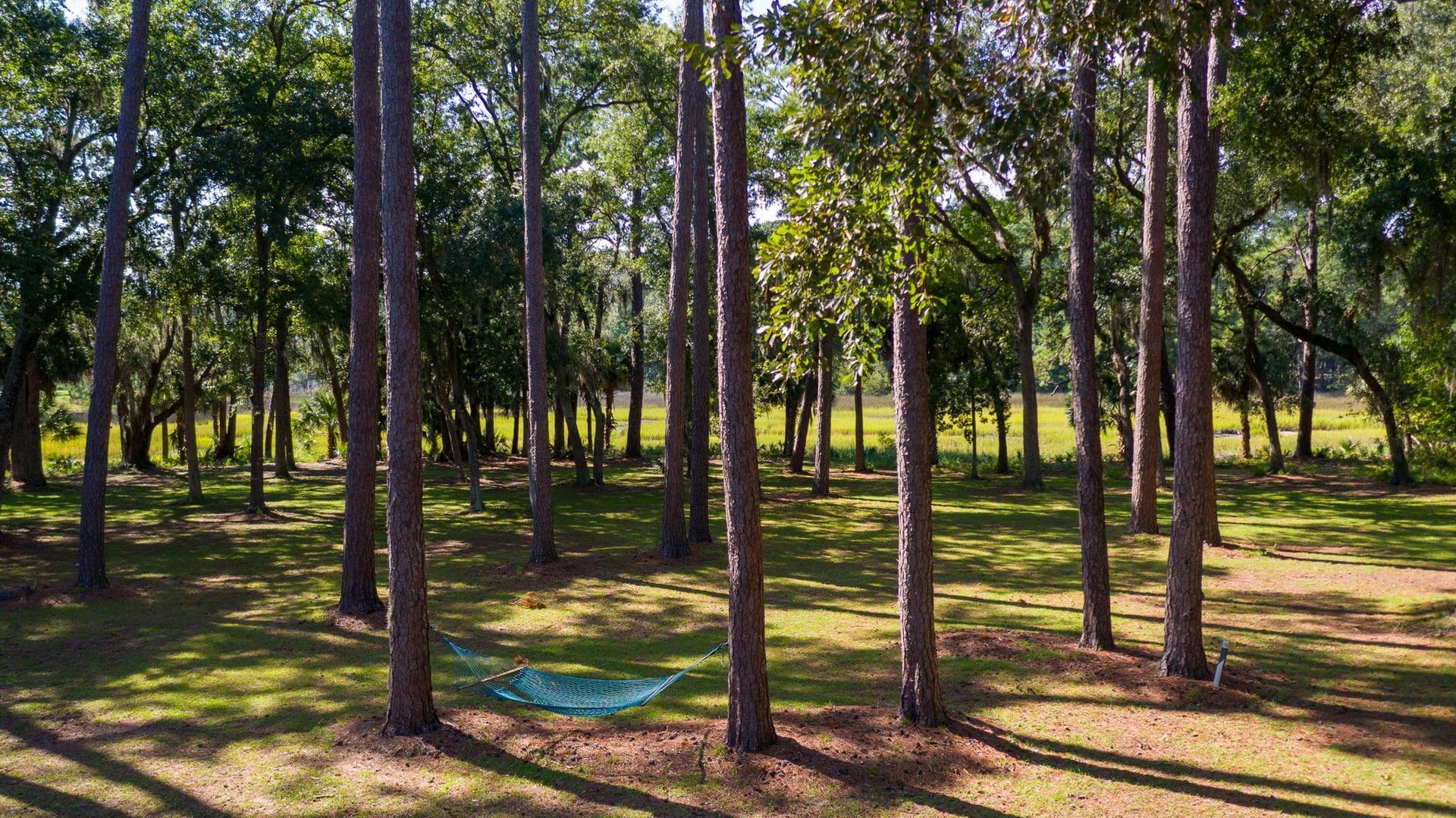 A hammock is sitting in the middle of a forest.