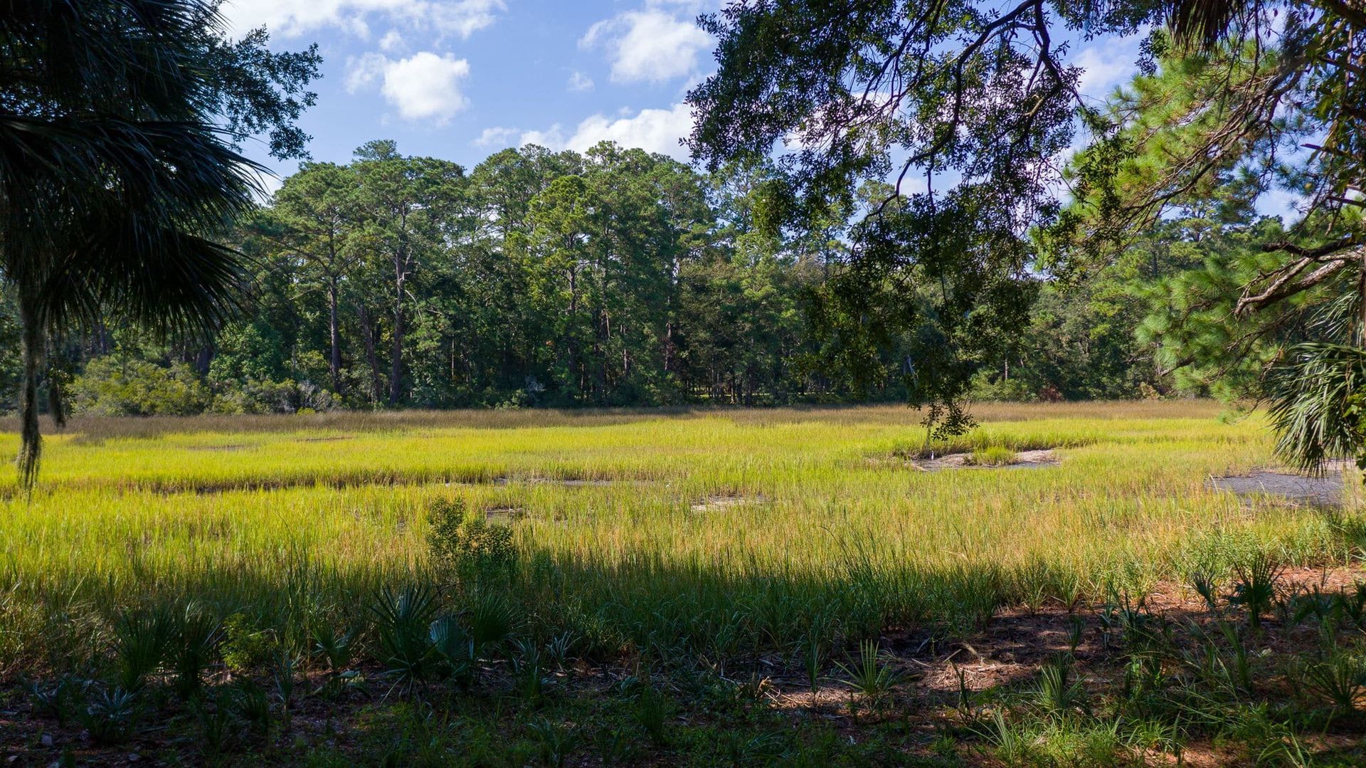 A large grassy field surrounded by trees on a sunny day.