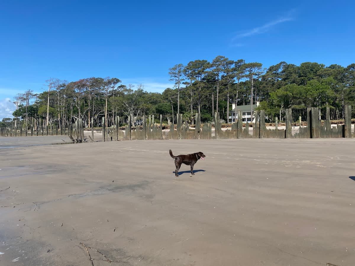A living room with a blue couch , table and chairs.