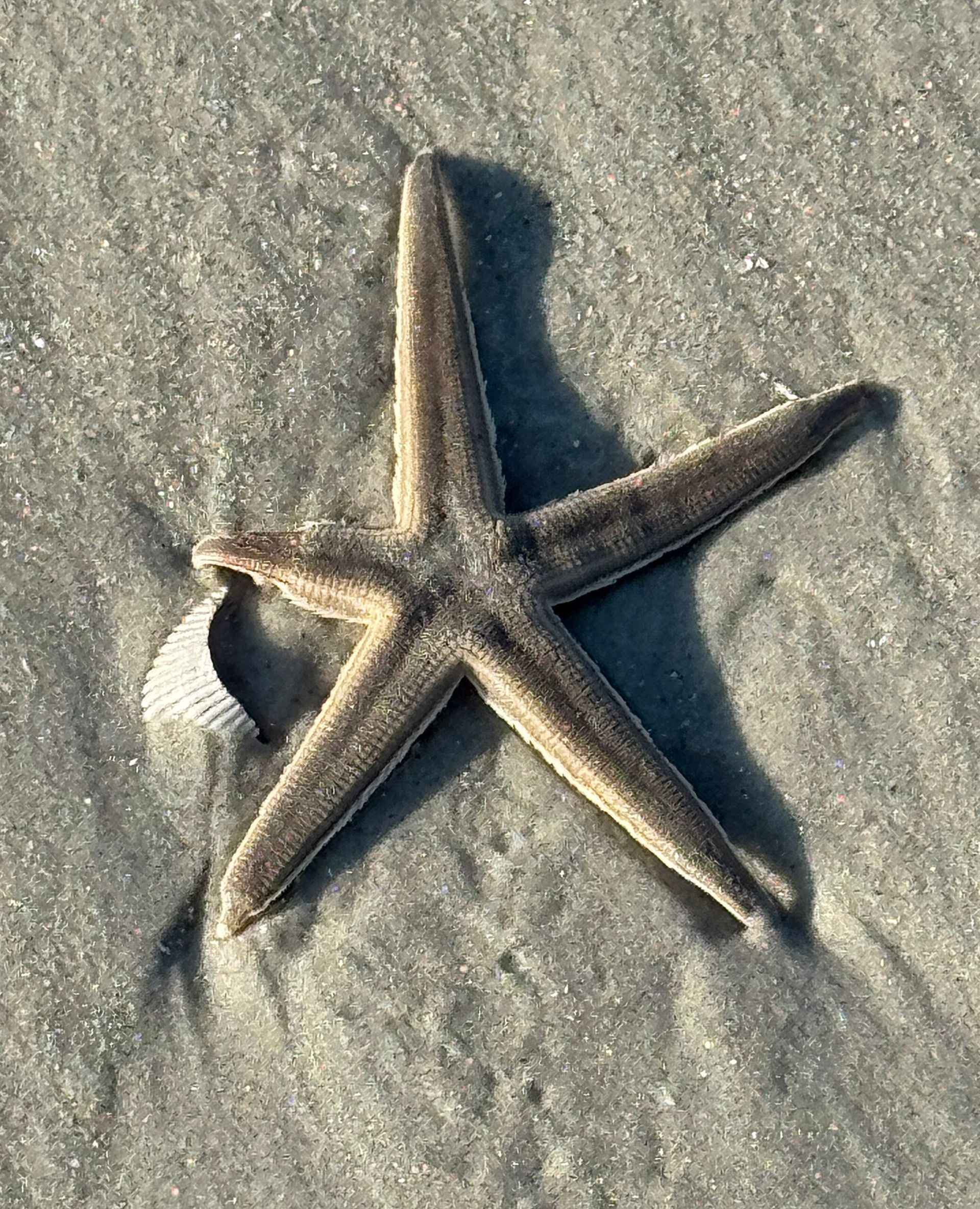 A starfish is laying on the sand on the beach.