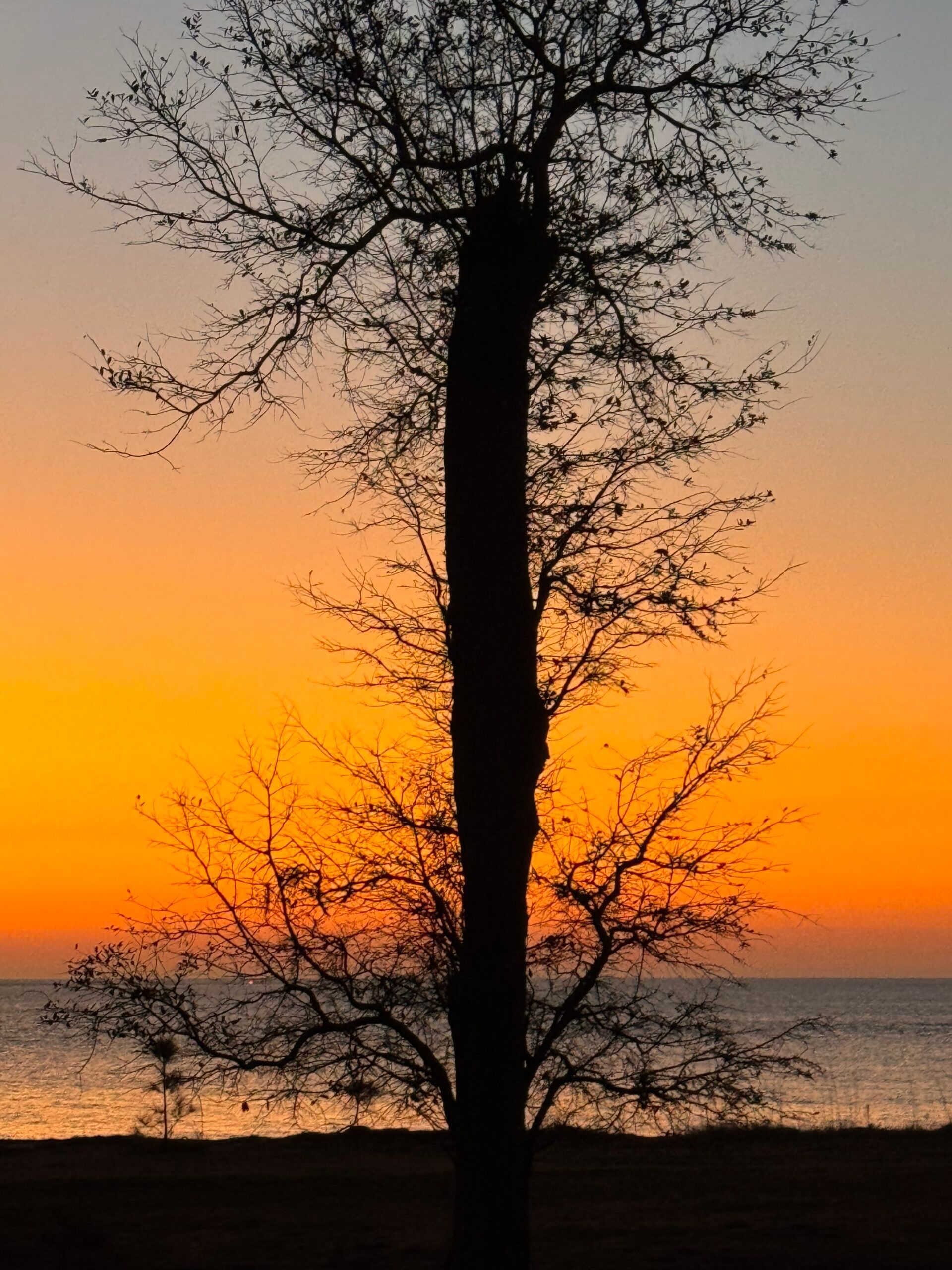 A tree is silhouetted against a sunset over the ocean
