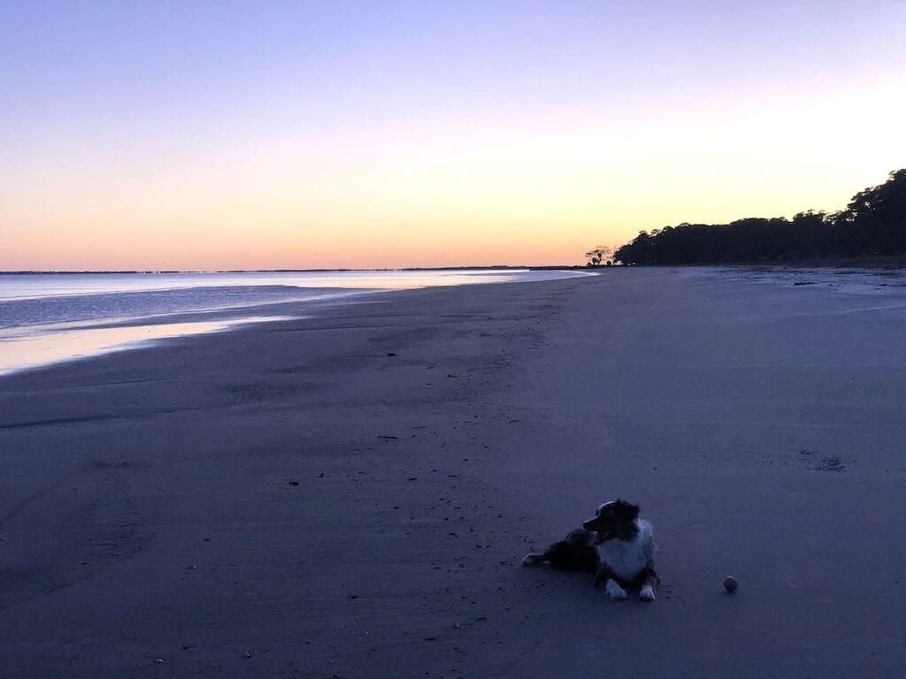 A dog is laying on the beach at sunset