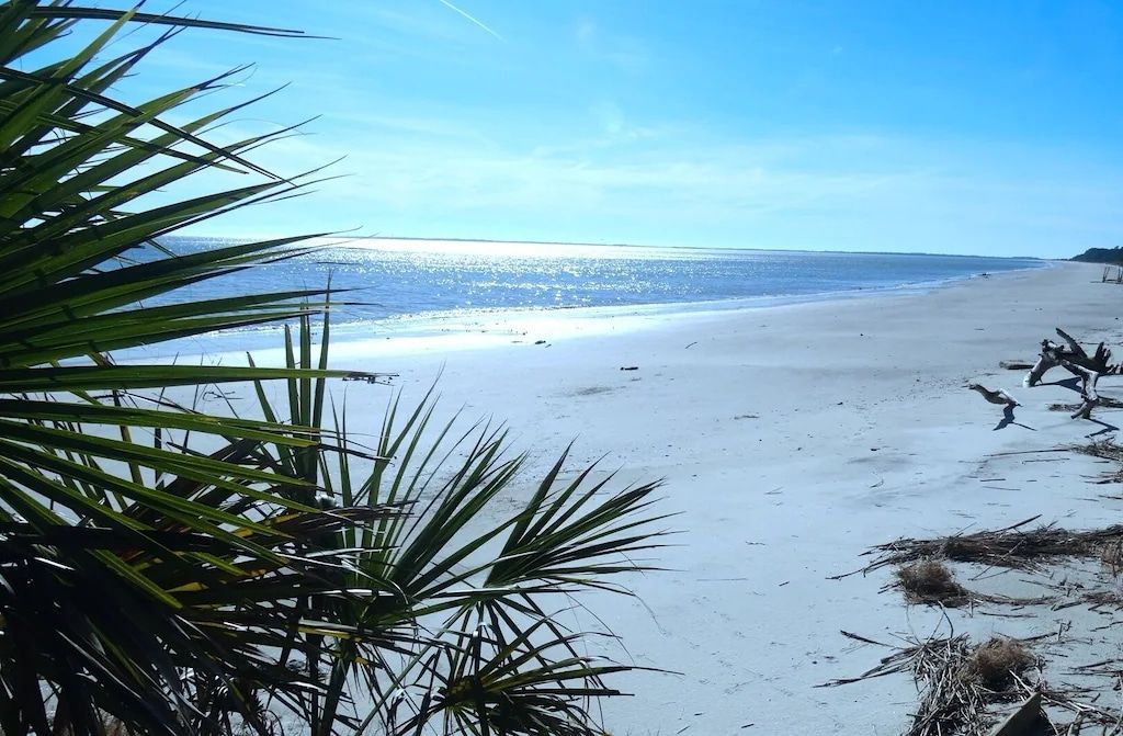 A view of a beach with palm trees in the foreground
