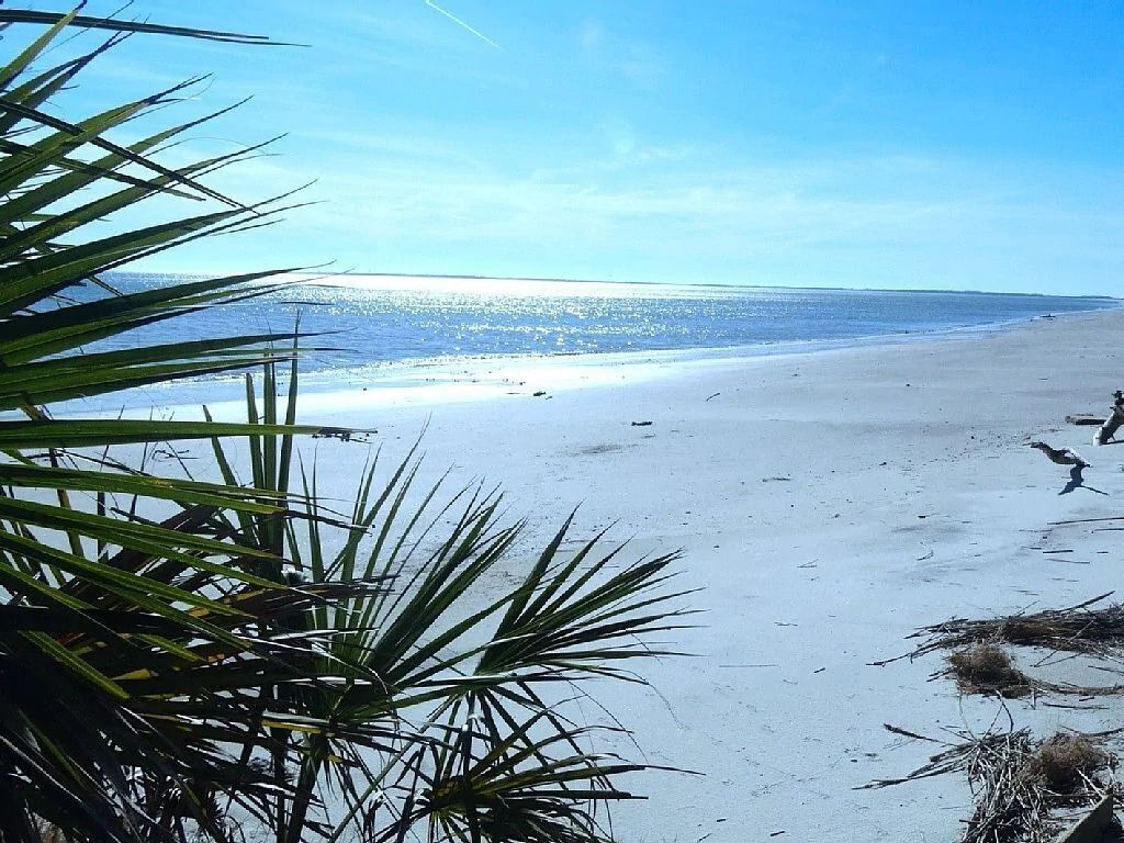 A view of a beach with palm trees in the foreground