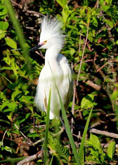 A white bird with a yellow beak is standing in the grass.