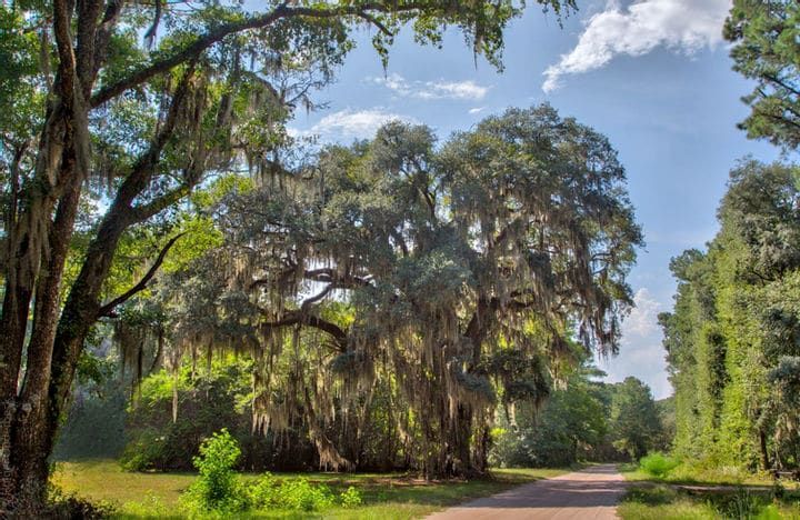 A dirt road surrounded by trees and grass on a sunny day.