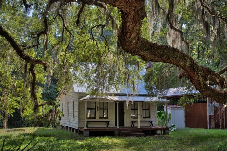 A small white house is sitting under a tree with spanish moss hanging from it.