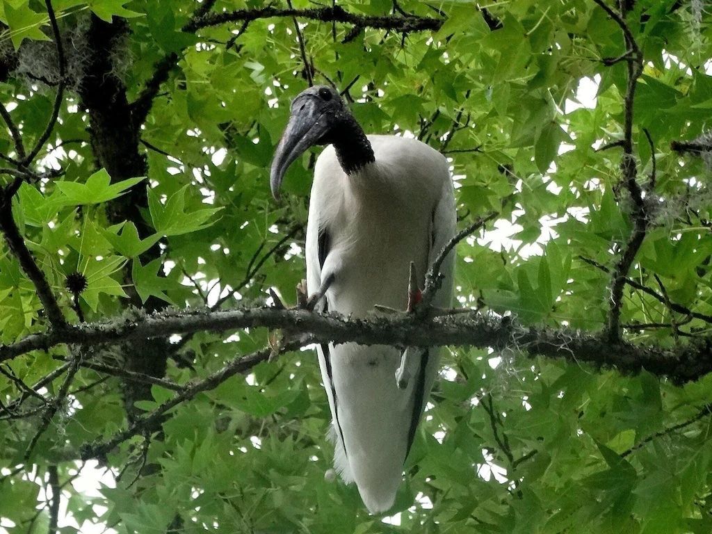 A bird with a long beak is perched on a tree branch.