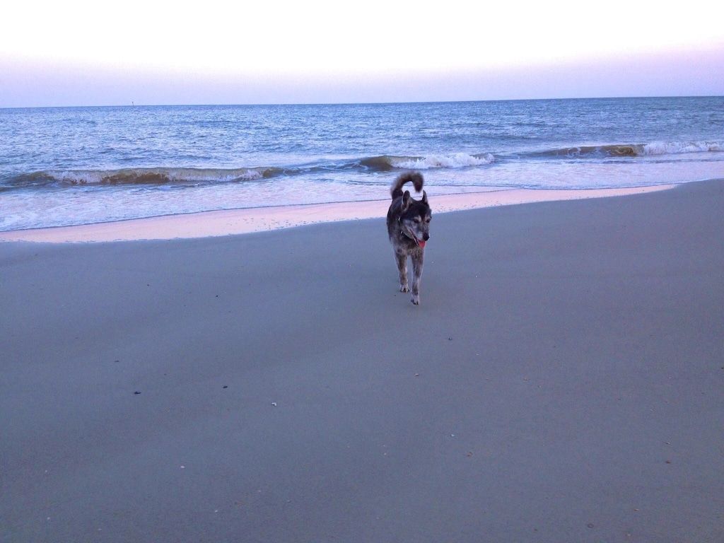 A dog is running on the beach near the ocean.