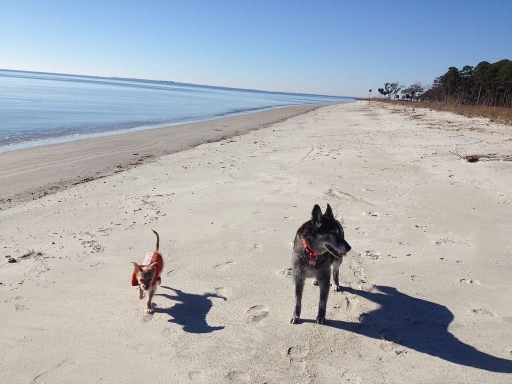 Two dogs standing on a sandy beach near the ocean