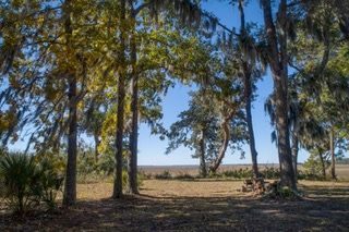 A group of trees standing next to each other in a field.