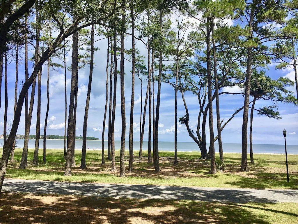 A row of pine trees on a sunny day with a view of the ocean.