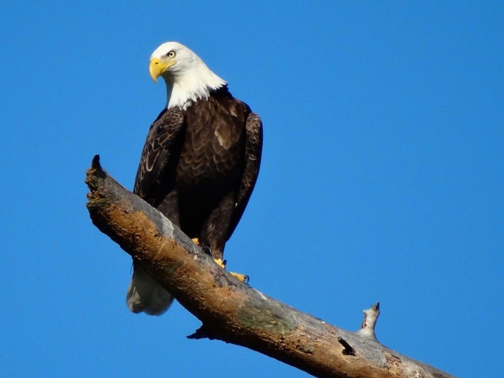 A bald eagle perched on a tree branch with a blue sky in the background