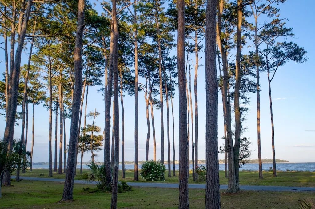 A row of pine trees standing next to each other in a forest.
