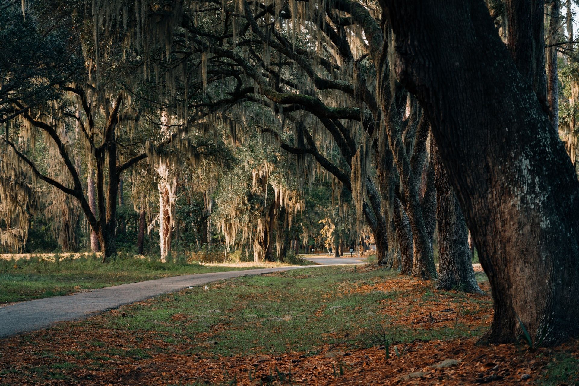 A path in the middle of a forest lined with trees and spanish moss.