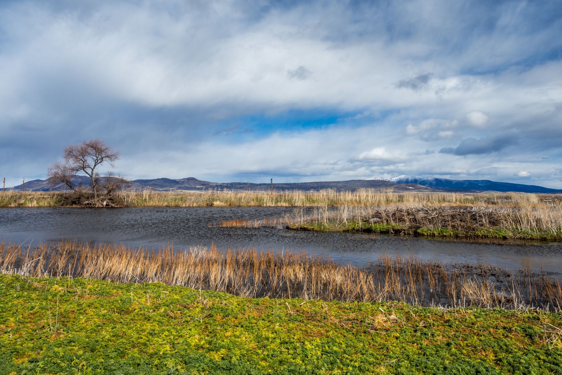 Grassy bank leads to a calm body of water, with dry grasses and bare trees, under a cloudy sky.