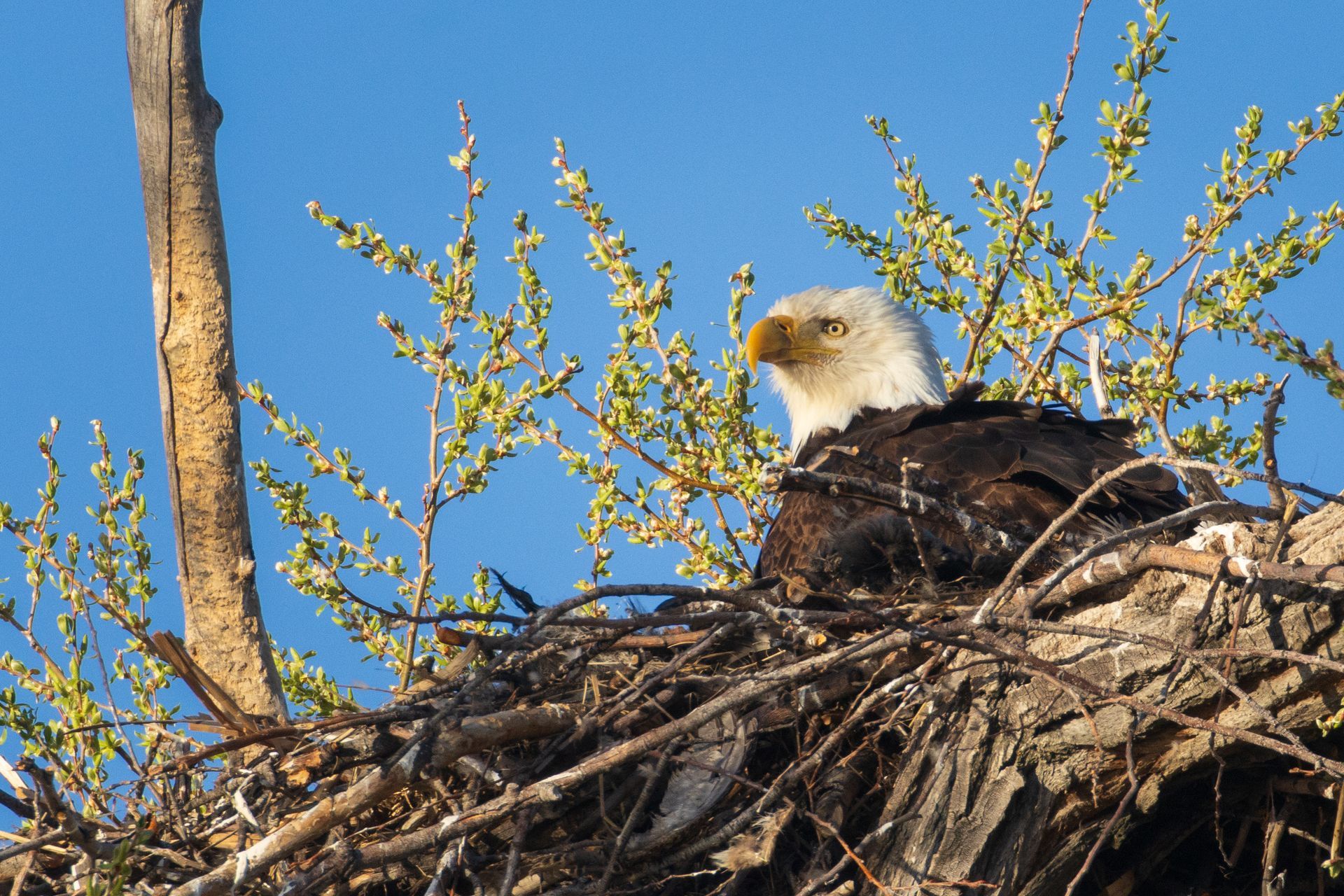 Bald eagle in nest of twigs with blue sky.