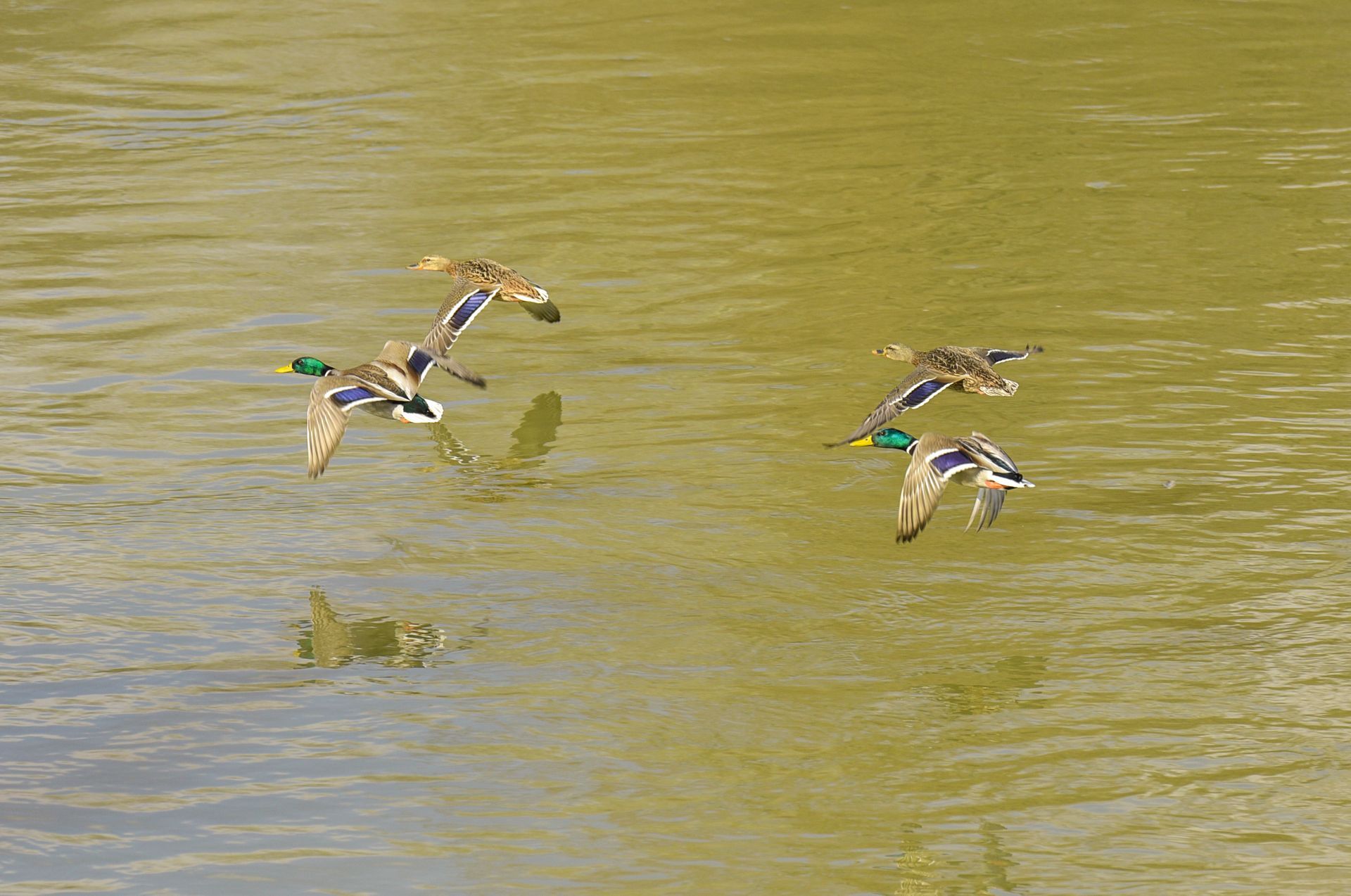 Mallard ducks in flight over water, with colorful plumage reflected in the surface.