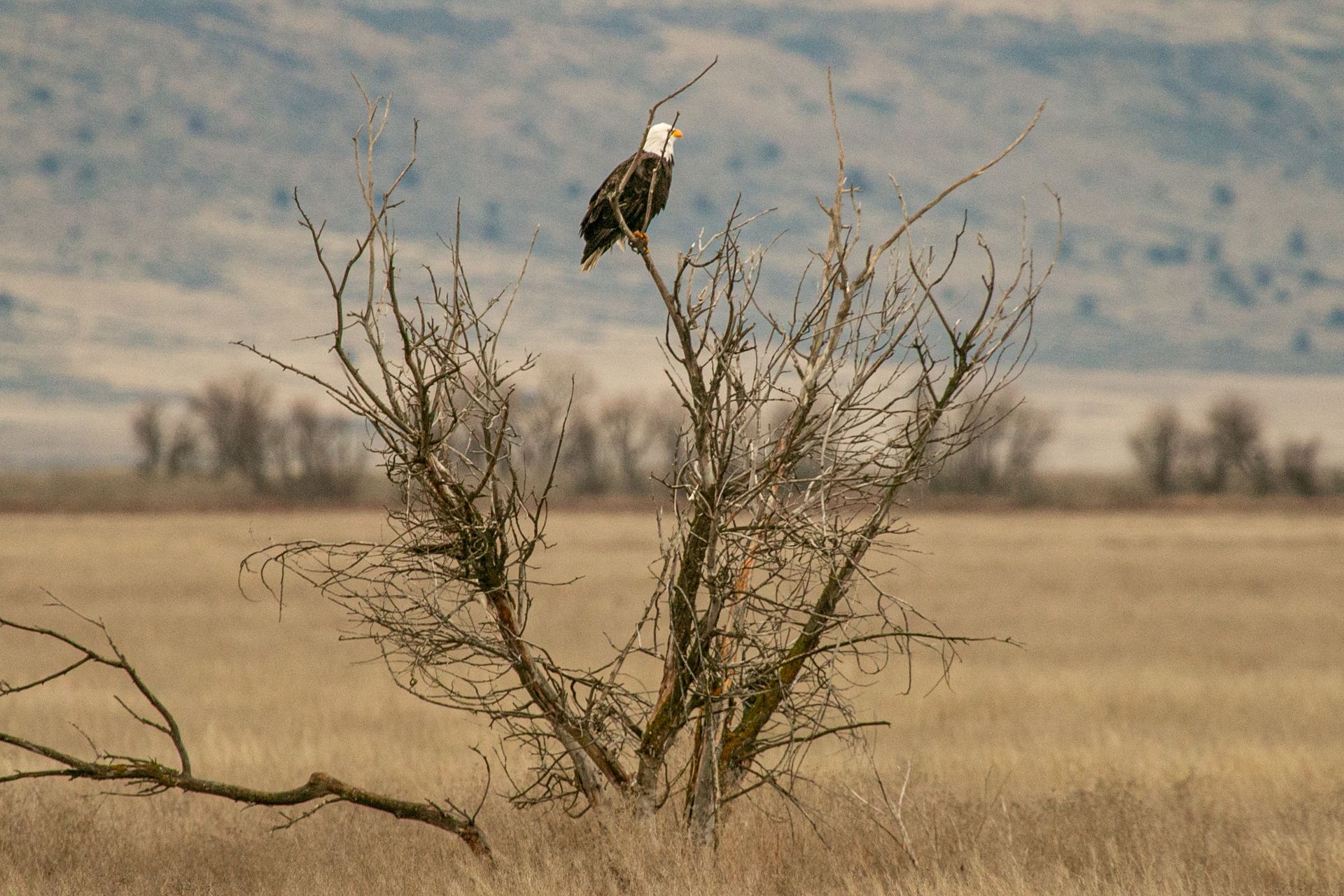 Bald eagle perched atop a bare tree, calling out in a brown field, mountains in the background.
