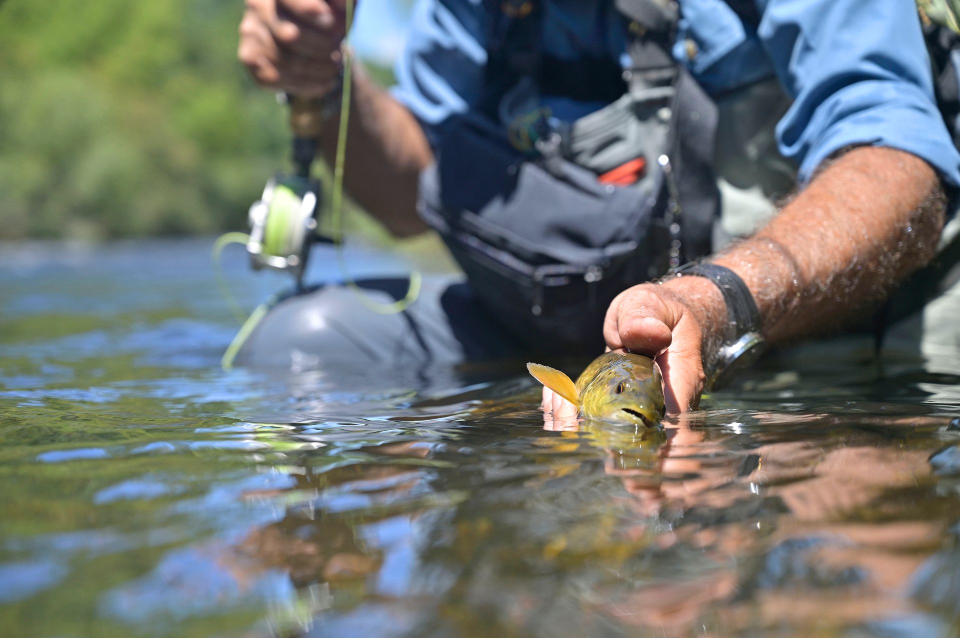 Angler in waders releasing a small fish in a river.