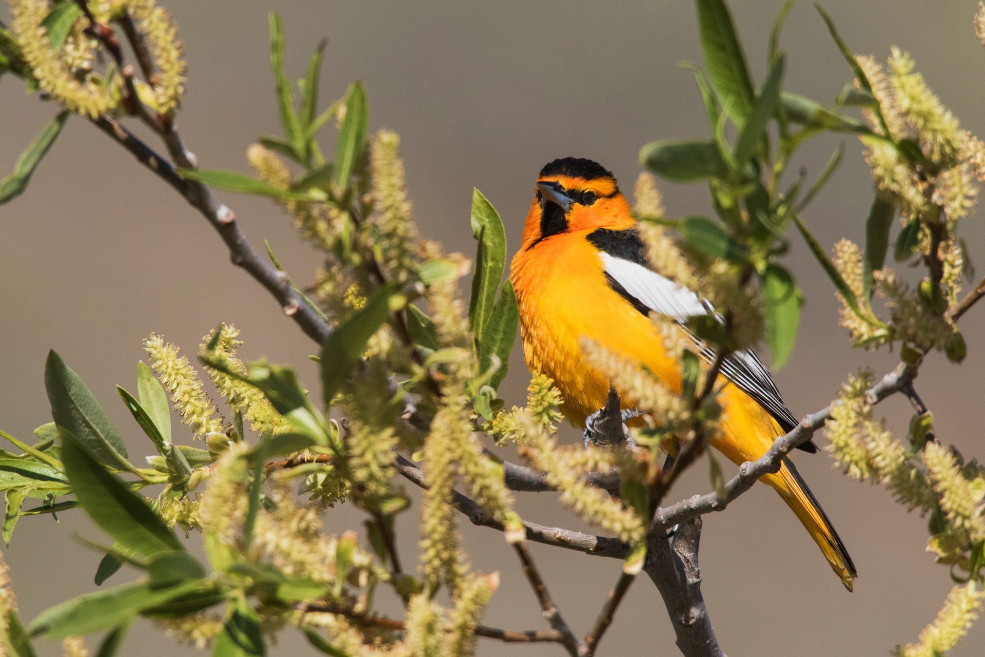 Bright orange male Bullock's Oriole with black markings perches on a flowering branch.