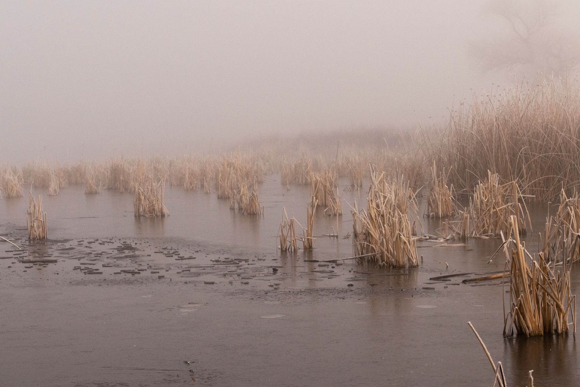 Foggy marsh with dry stalks of reeds in the water, muted tones.