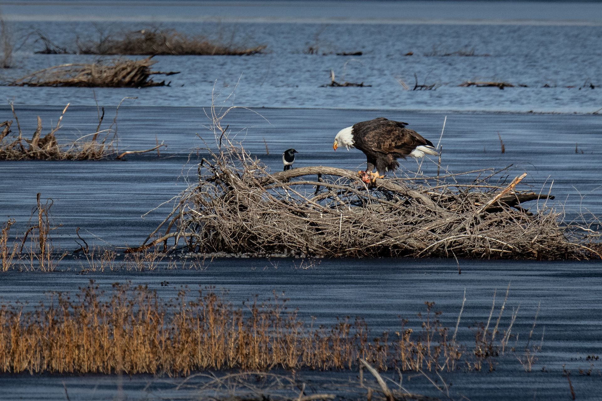 Bald eagle perched on a large nest made of branches, eating prey, with water and marsh grasses in background.