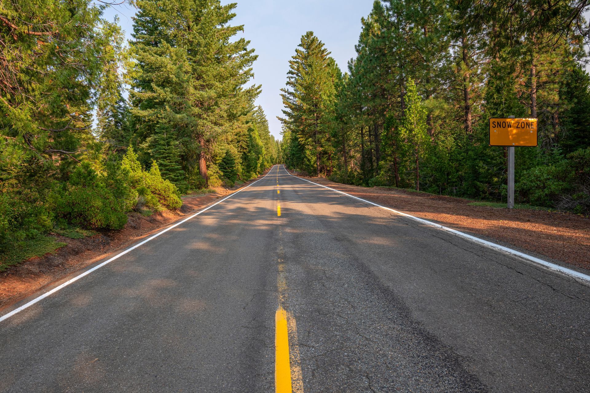Paved road through a forest lined with tall green trees, sunny.