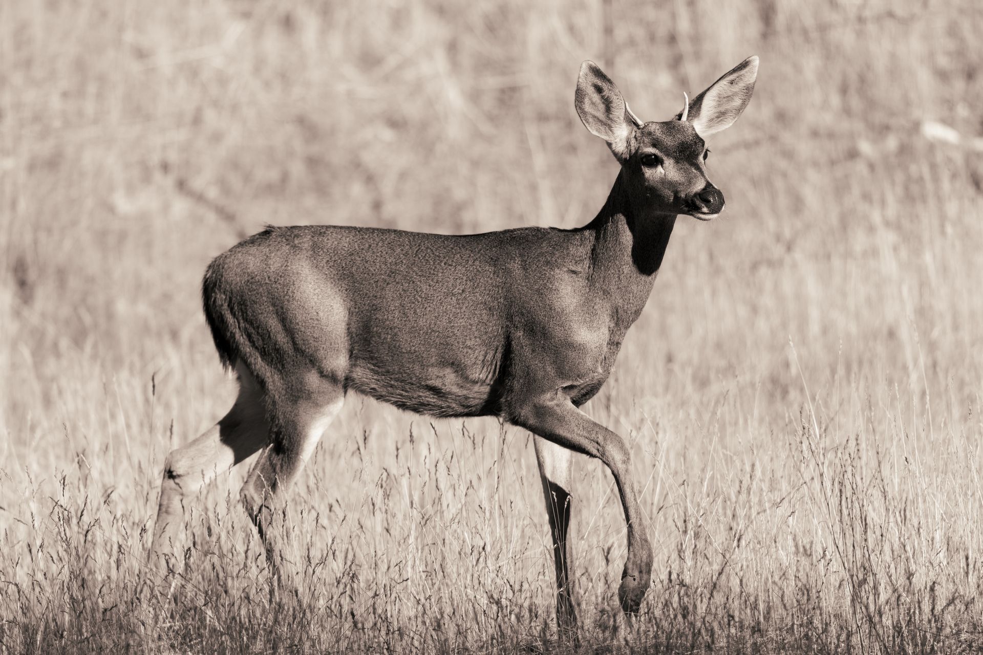Deer in grassy field, walking with head up. Black and white photo.
