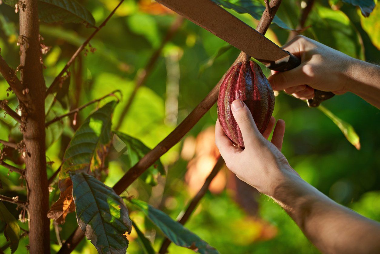 The Sweet and the Bitter in Chocolate Culture