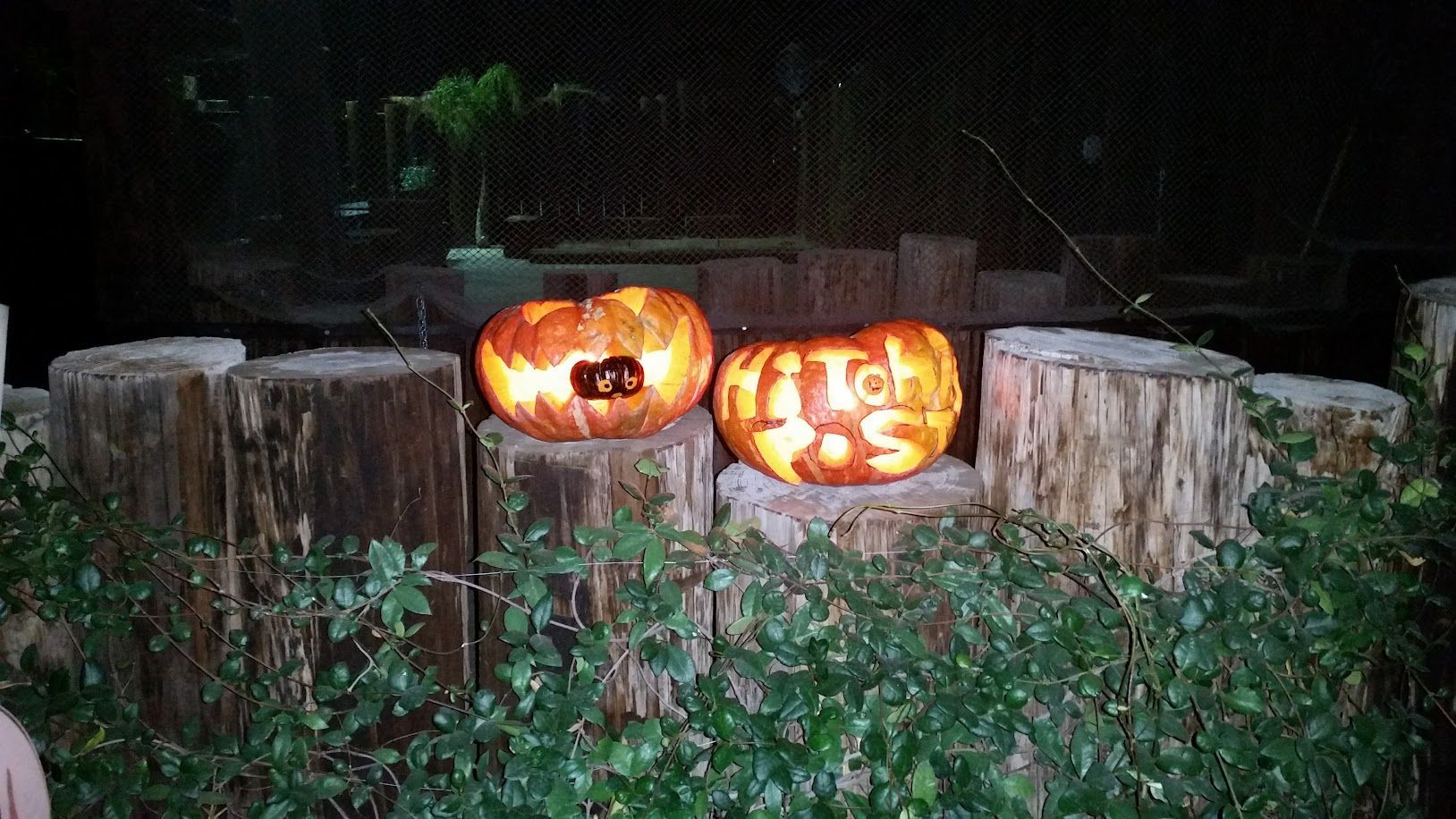 Two illuminated carved pumpkins on a wood fence; one with a cat cutout, the other with 