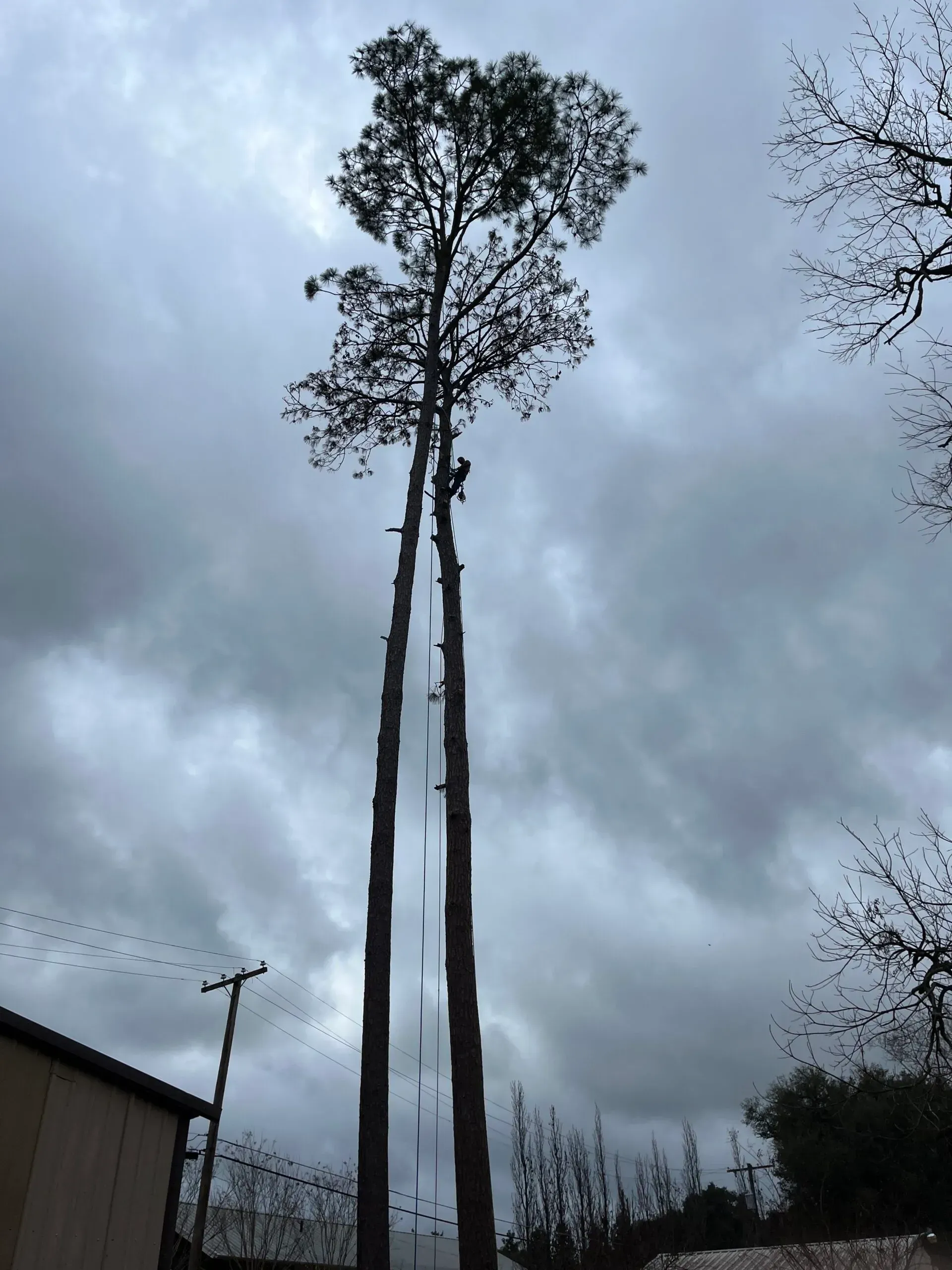 A tree being cut down with a cloudy sky in the background