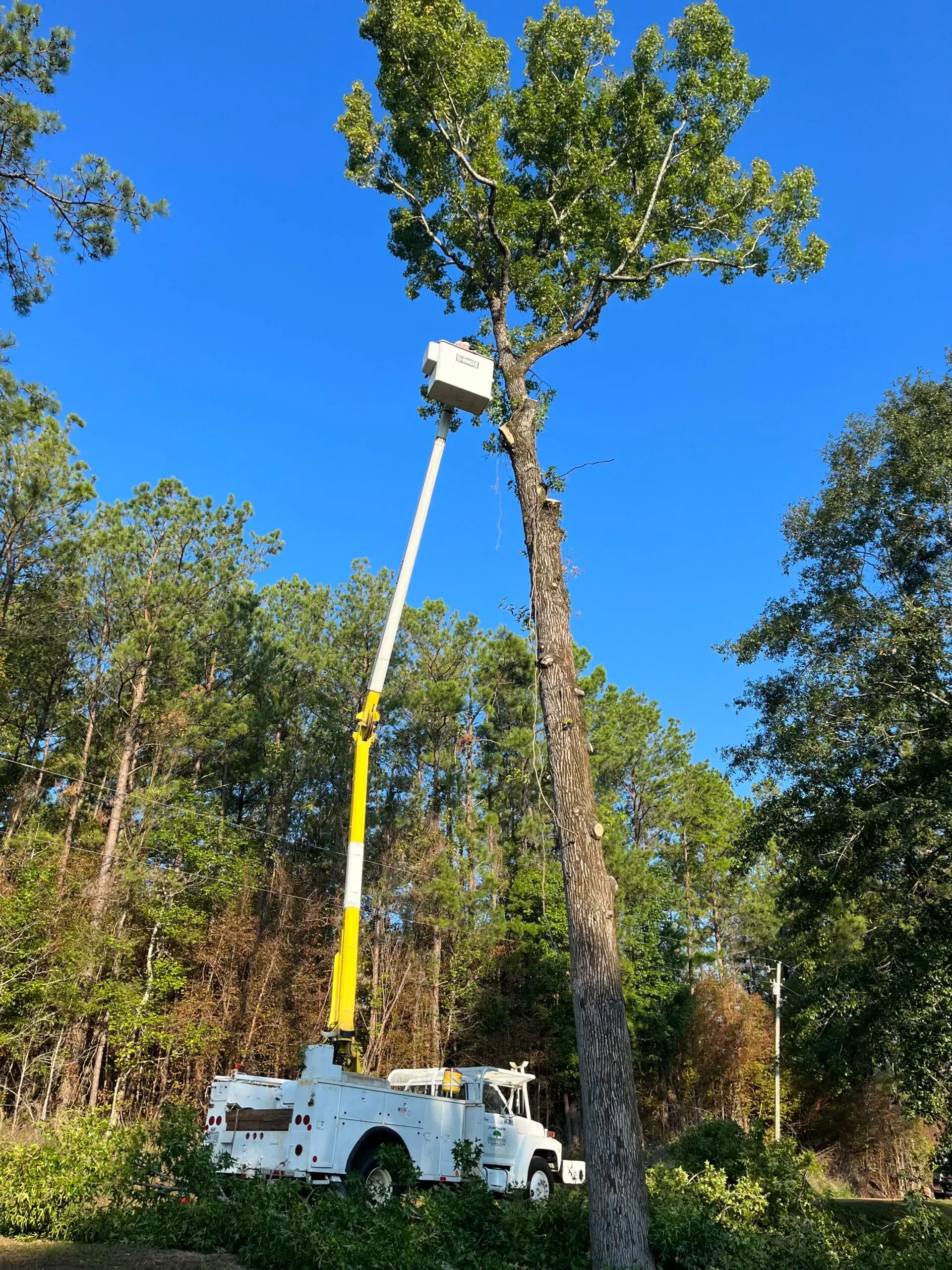 A tree cutting truck is cutting a tree in the woods.