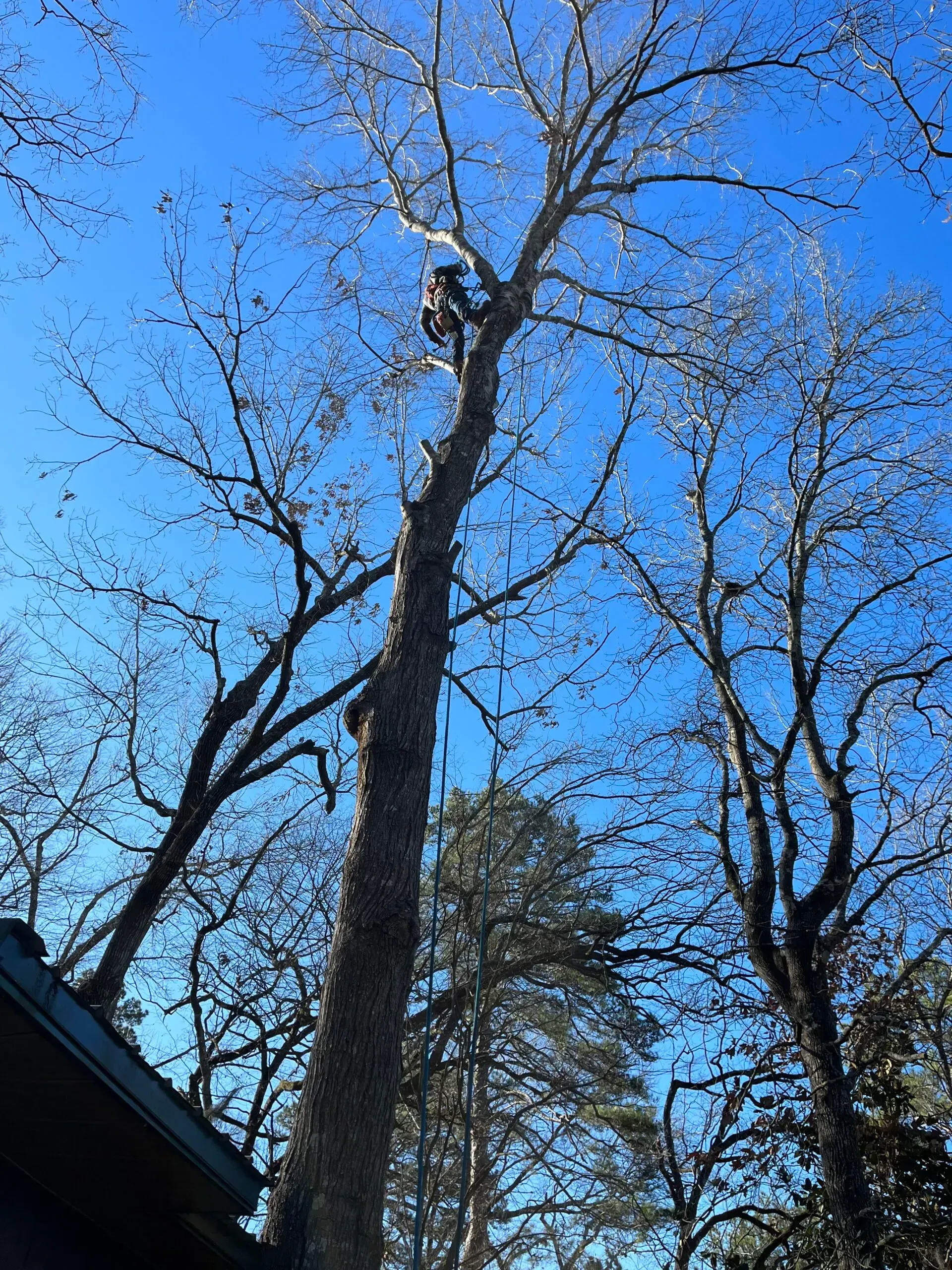 A man is climbing up a tree with a rope.