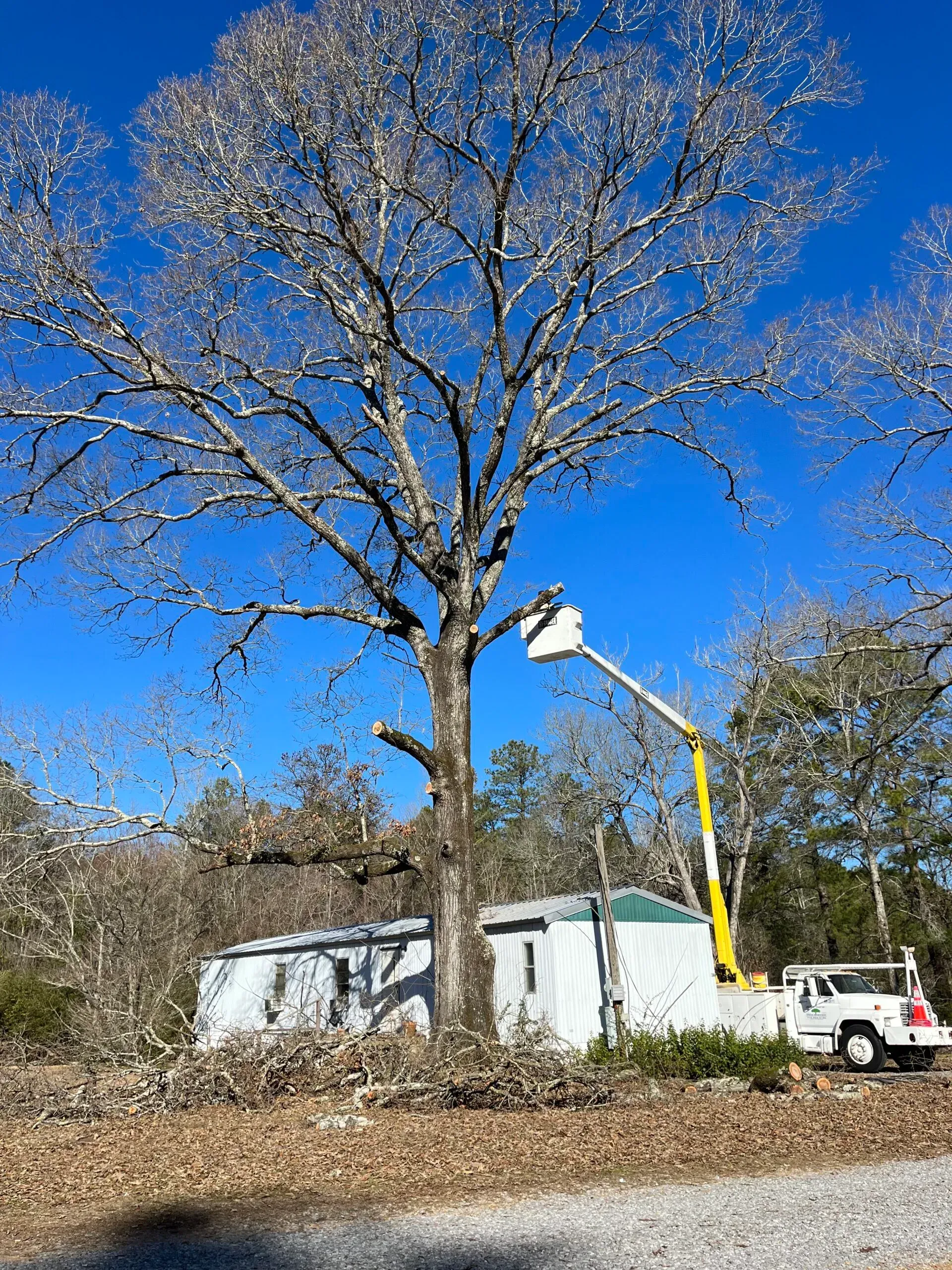 A person is cutting a tree with a crane.