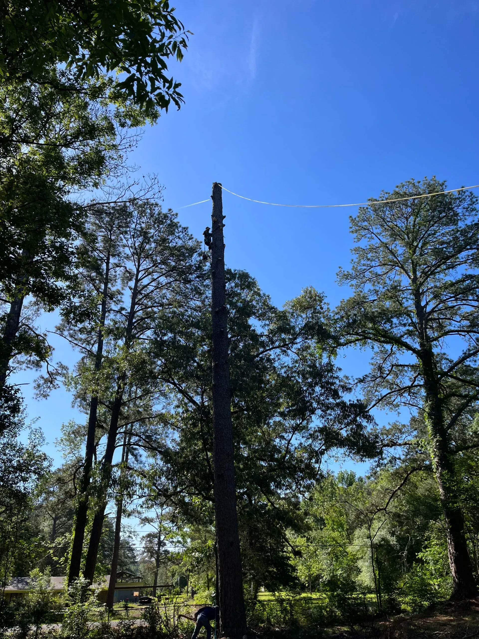 A man is climbing a tree with a blue sky in the background