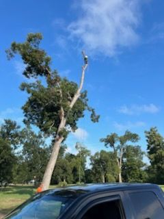 A car is parked in front of a tree with a bird on top of it.
