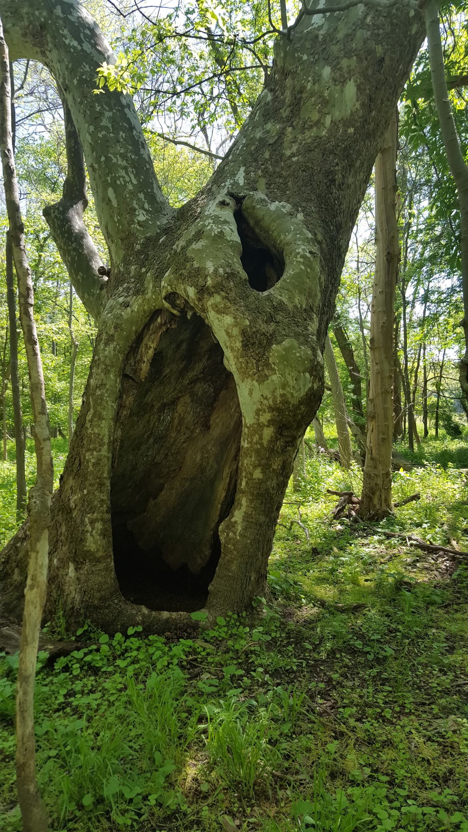 Delaware County, OH, oak Timber Management Services Alfred Miller Forest Management